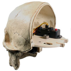skull-inside.jpg skull-inside.jpg